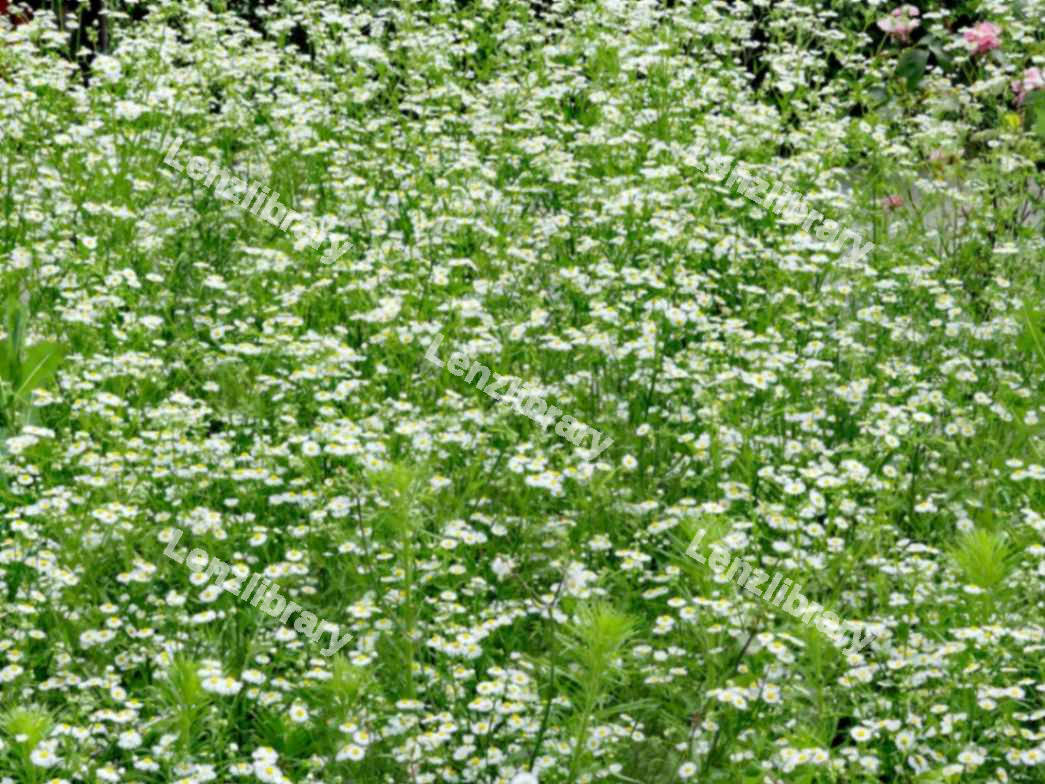Daisy Flowers in a field